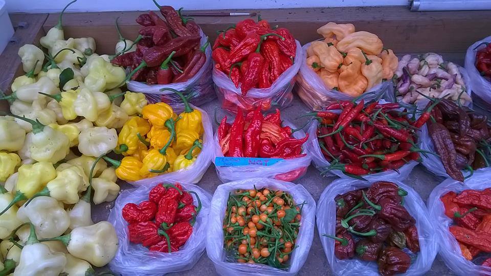 Chilli World - บริษัทปลูกพริกเดอะเวิลด์ | Bangkok