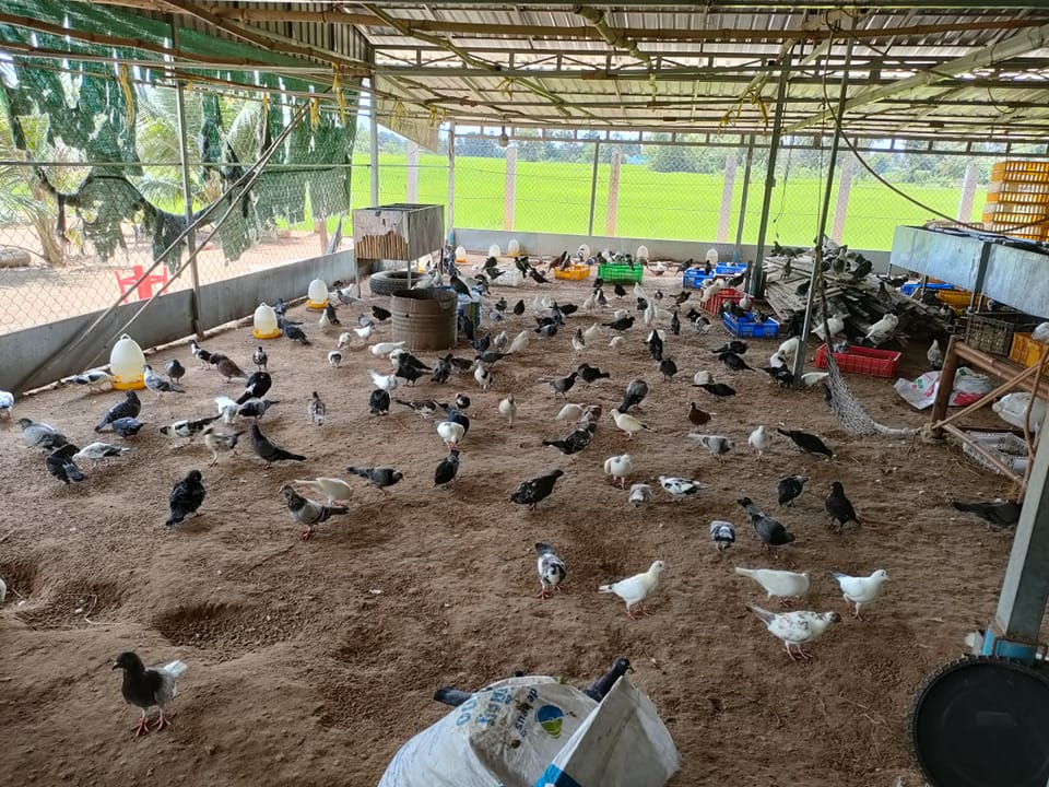 Happy Goat... - Happy Goat Farm-កសិដ្ឋានពពែរីករាយ