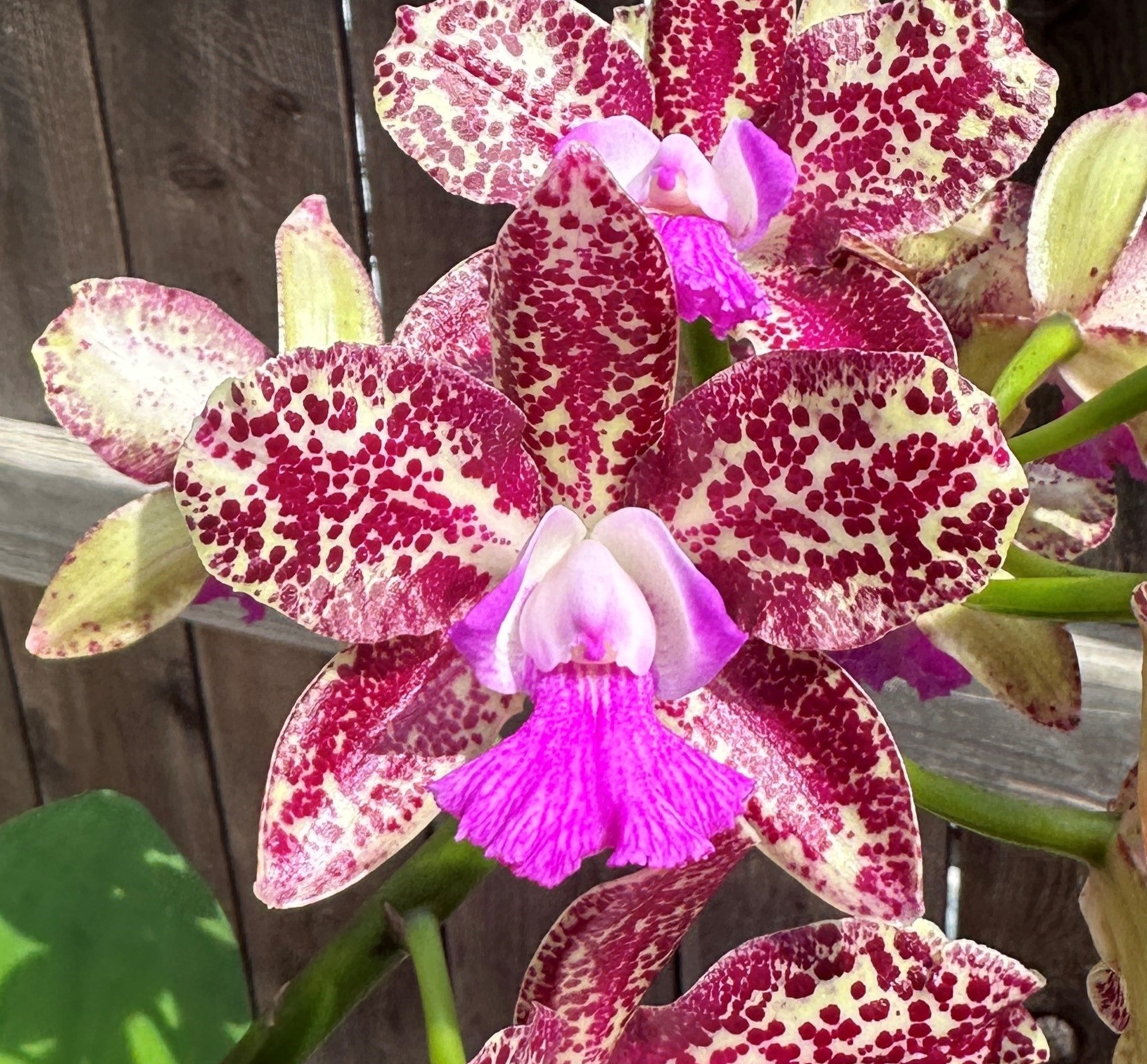 C. Day Tripper 'Fuerte' AM/AOS (C. Tripp Johnston x C. Penny Kuroda)