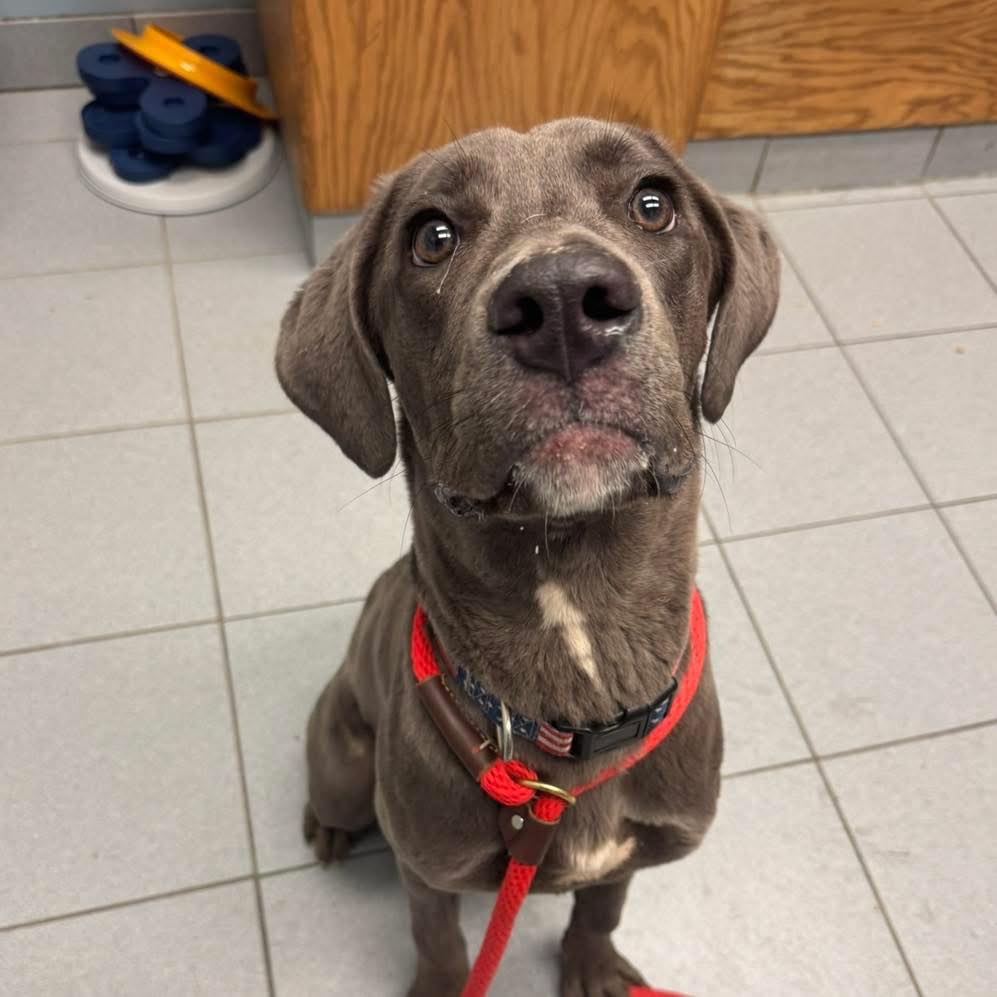 Buddy's Second Chance... - Buddy's Second Chance Rescue