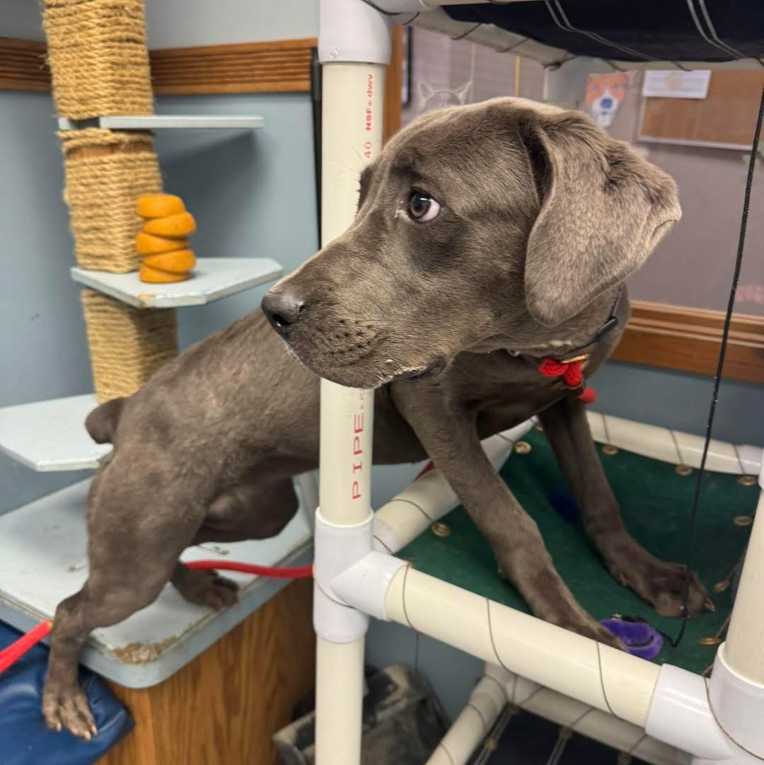 Buddy's Second Chance... - Buddy's Second Chance Rescue
