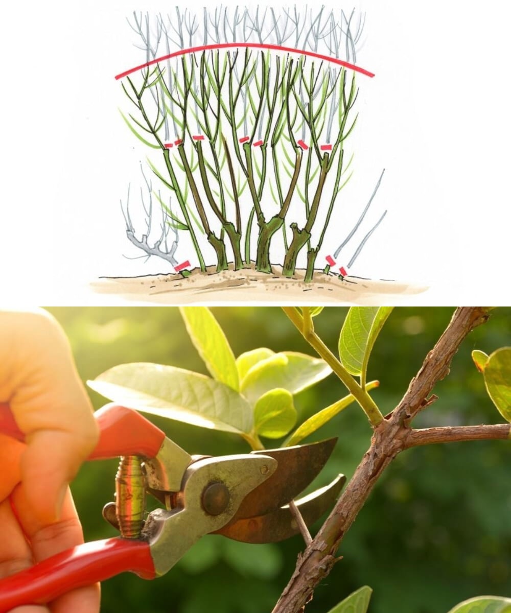 GreenThumb - 🌿 ️ Proper Pruning of Shrubs and Perennials for Healthy ...