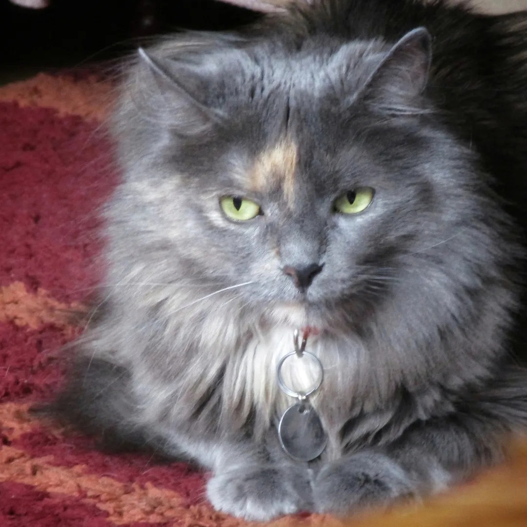 deva.cat | Quito