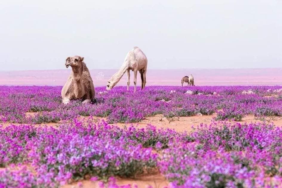‎أَفَل... - أَفَلَا يَنظُرُونَ إِلَى الْإِبِلِ كَيْفَ خُلِقَتْ