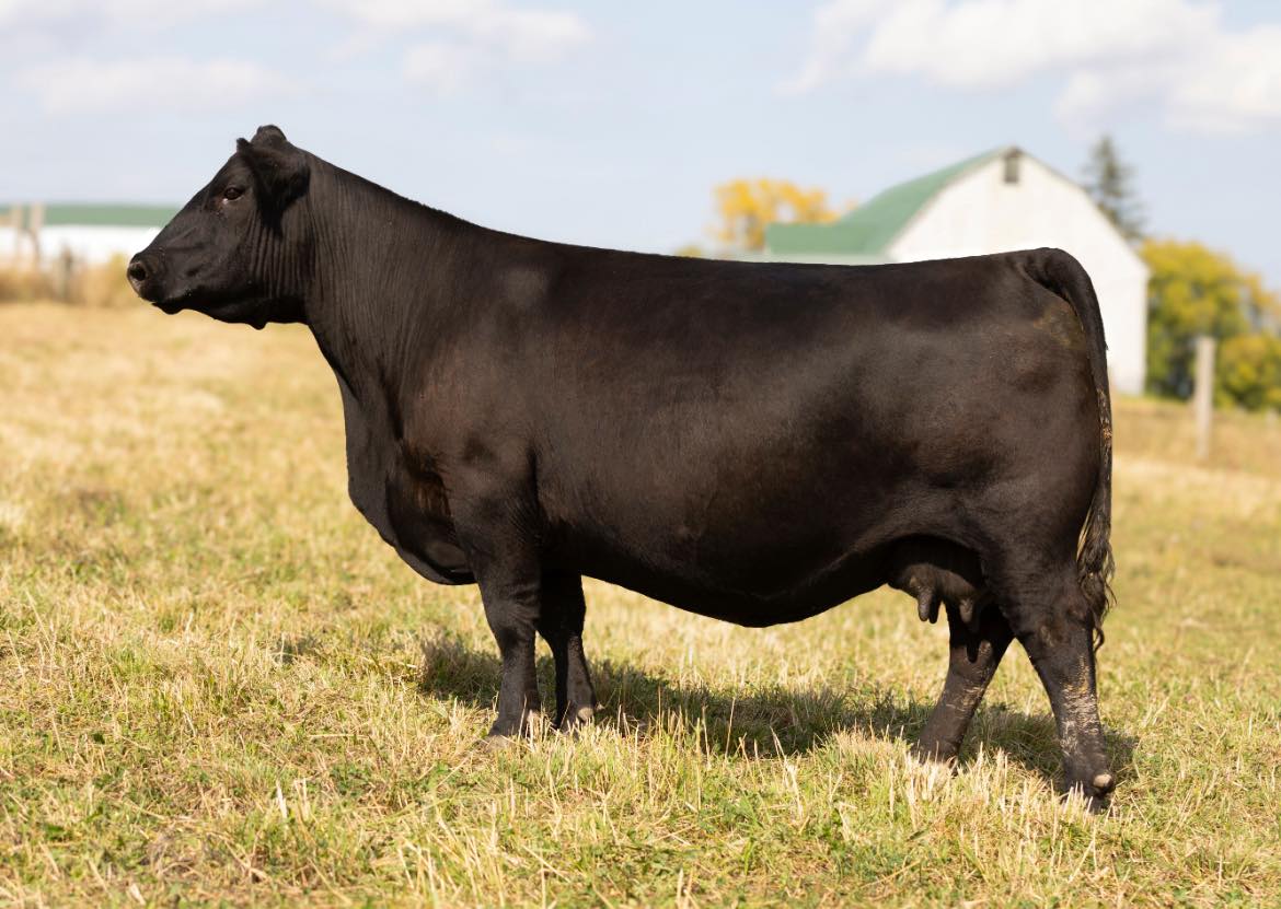 SCOMAC Livestock | Hagersville ON