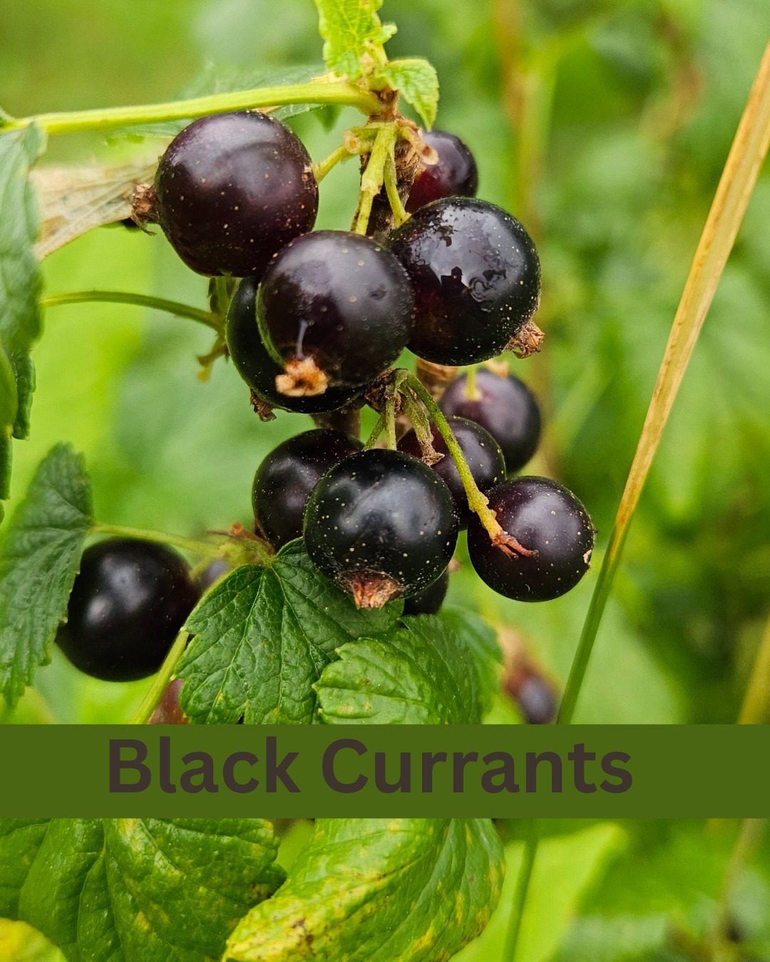 Little - Black currants are small shrubs with big returns 🍇 Cold-hardy ...