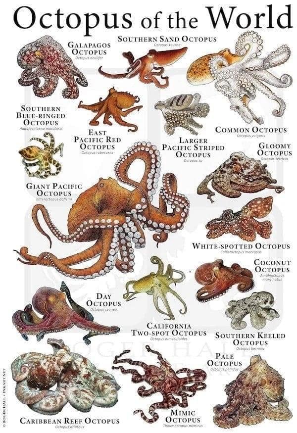 Life inside a Aquarium