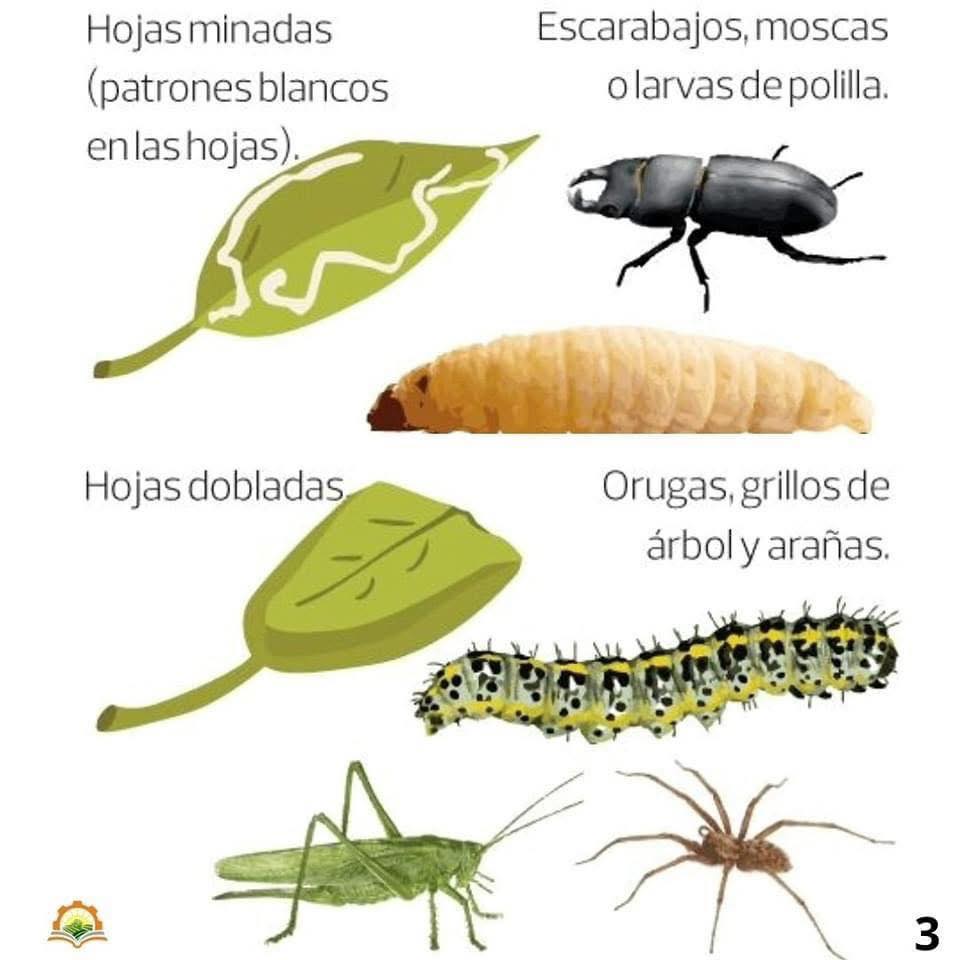 Interés - Huerto trampa ¿funciona? Un huerto trampa es un sistema que ...