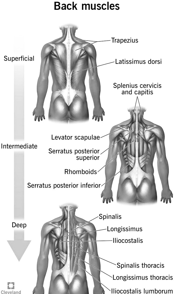 DOCTOR OF PHYSIOTHERAPy | Back muscles | Facebook