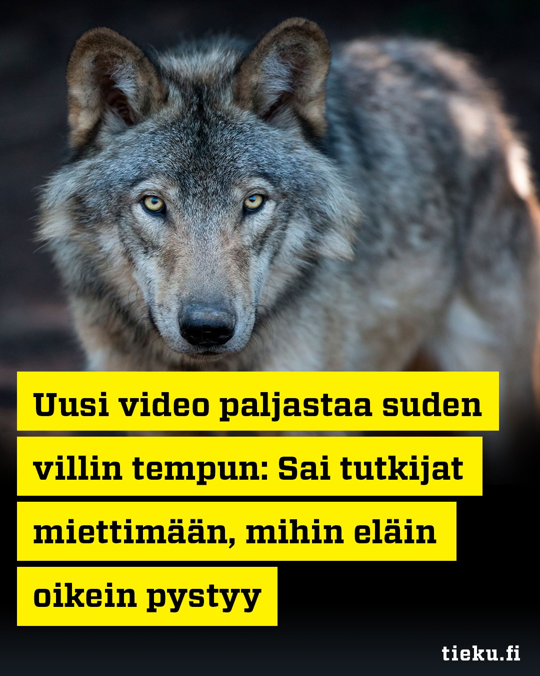 tieteen-vidoeikamerat-selvittiv-t-mysteerin-susi-ilmestyi-ja-sen