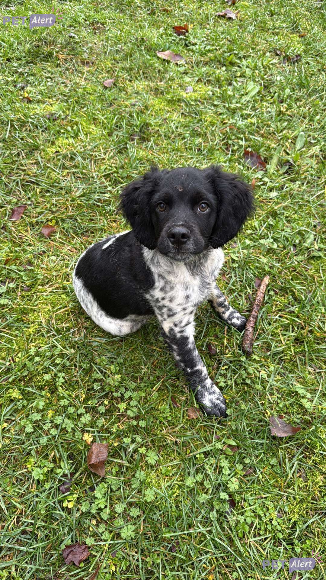 Sitemapcdatahttpssalymixel Thicoipeinfospa Bourges Chien A Adopternull