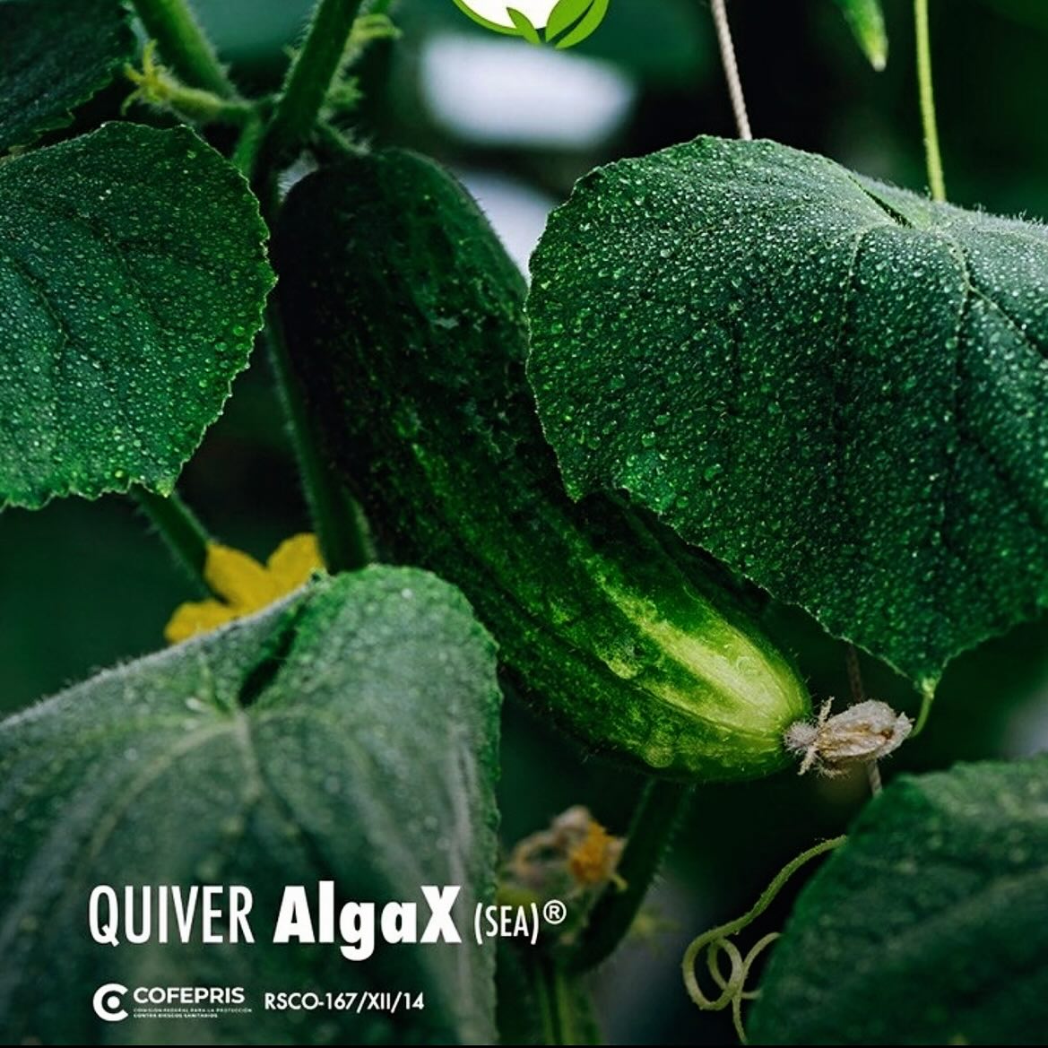 Sabías qué⁉️ En la actualidad los... - Laboratorios Quiver