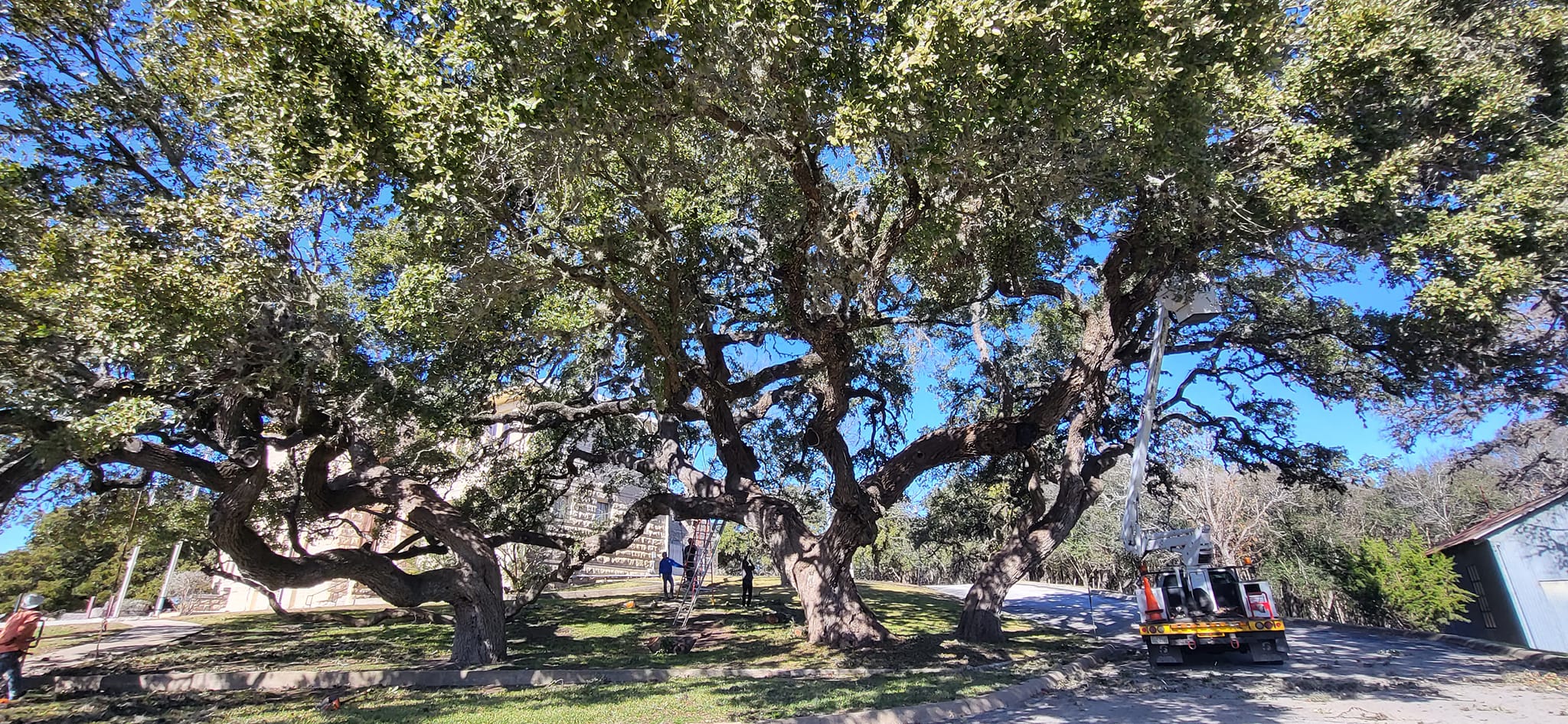 Central Texas Tree Service | Fair Oaks Ranch TX