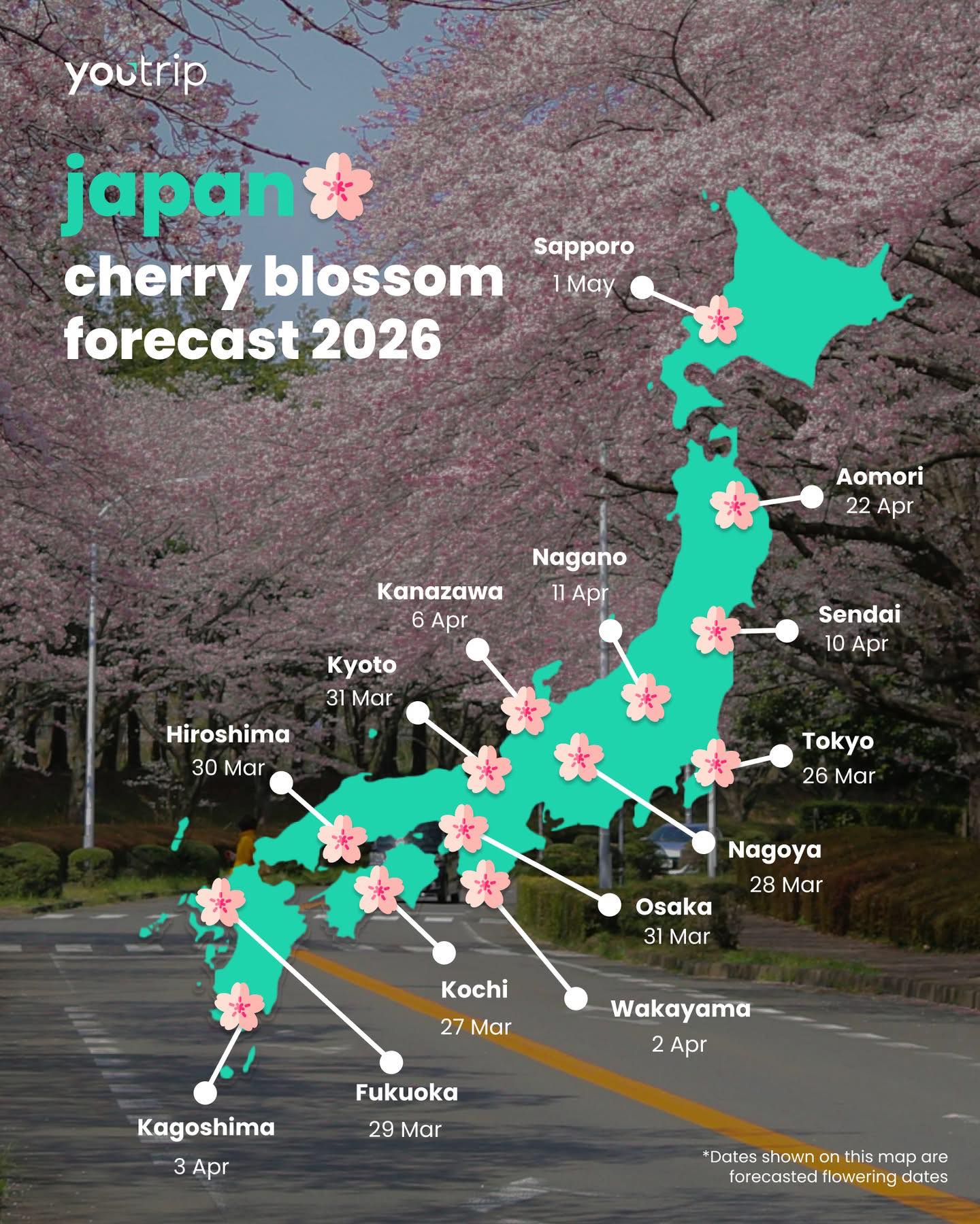 Japan's 2026 cherry blossom forecast and travel guide