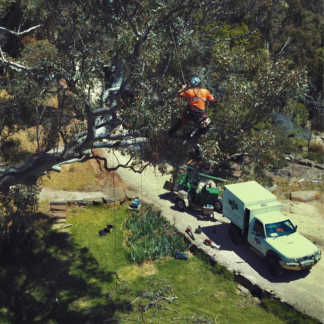MJS Tree & Stump Contractors | Mount Barker SA