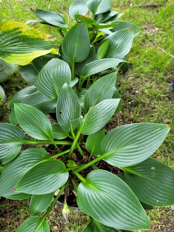 Hosta Obsession Garden Center