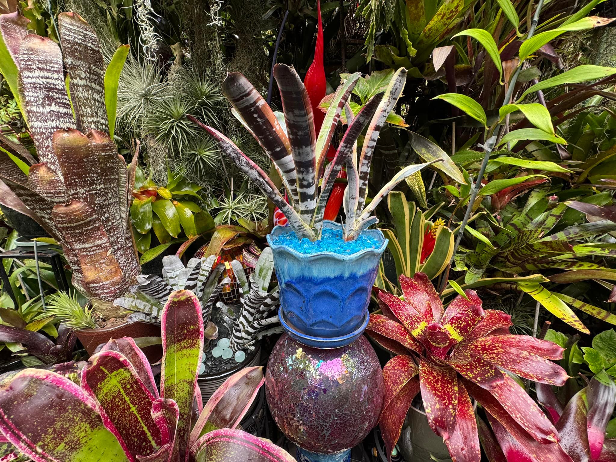 Aechmea 'Otto' bromeliad plant information