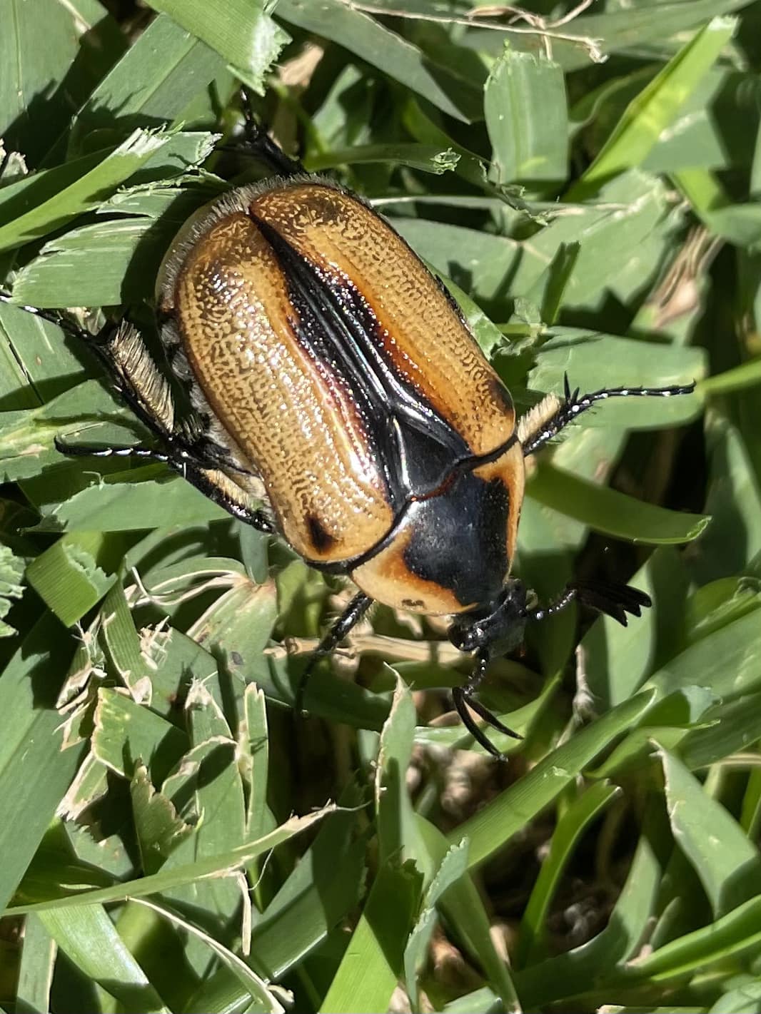 昆虫用品 Australia Bolboceratidae sp. 24mm