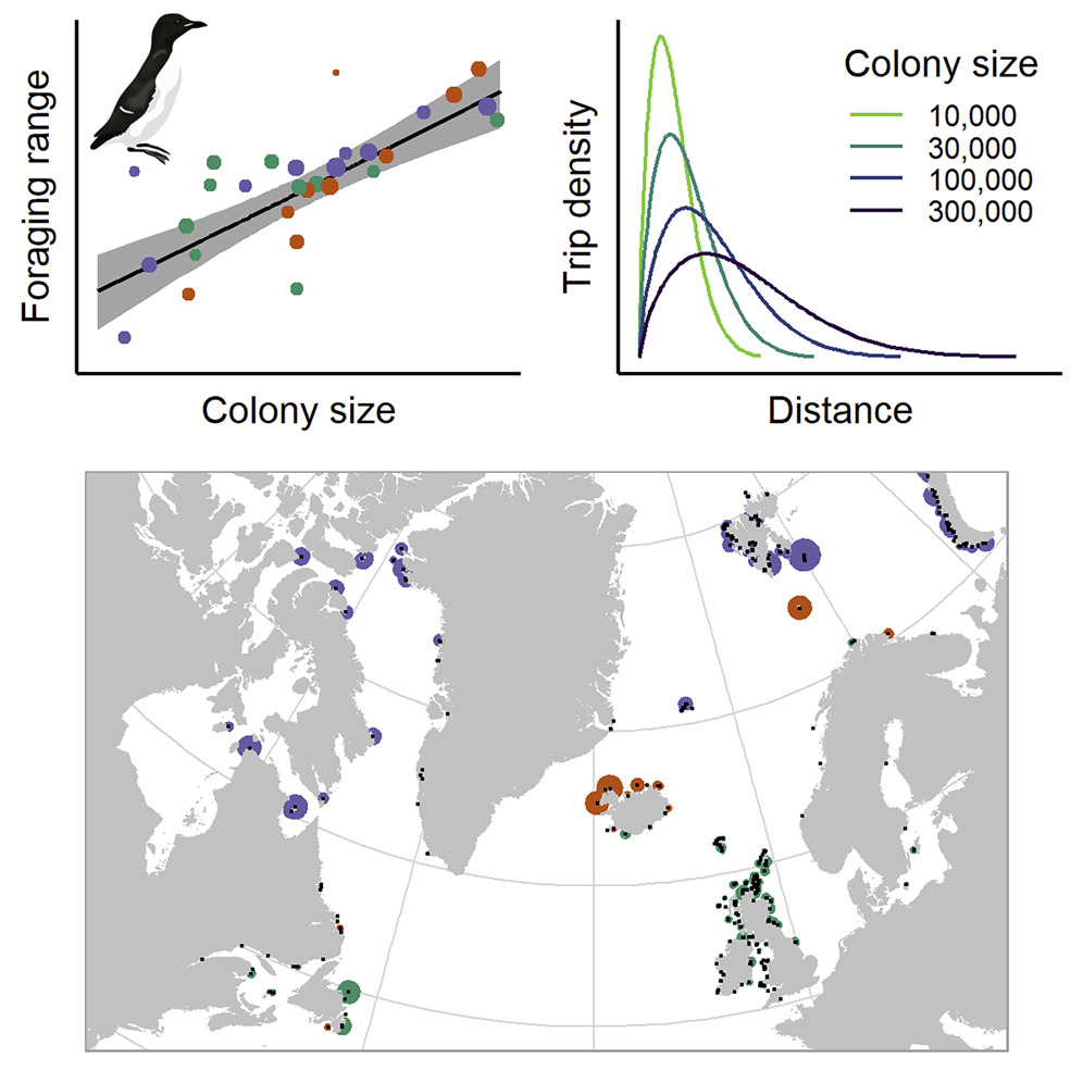 Foraging... - Ibis - international journal of avian science | Facebook