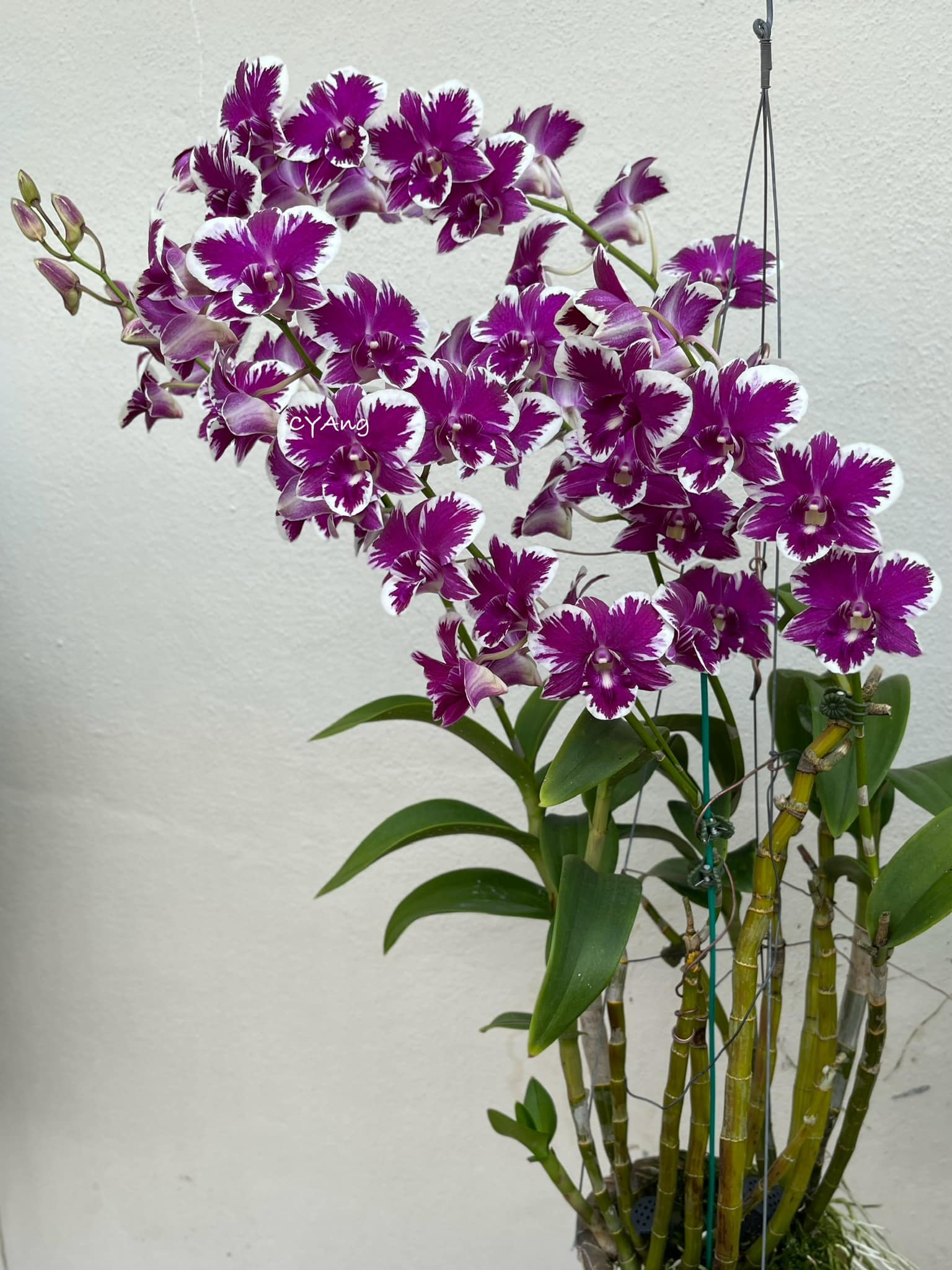 Den. Burana 'Yuan Zhao' orchid blooms with 5 spikes