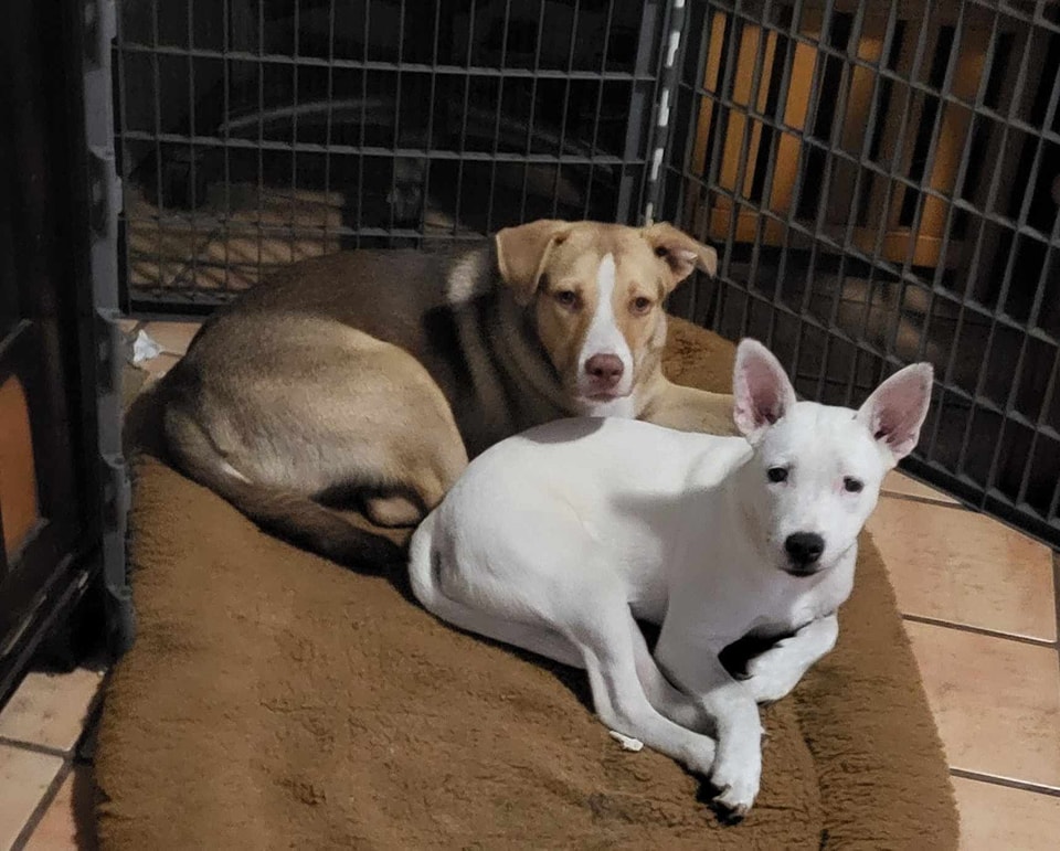 Pearl in front and her brother... - Lil Rascals Dog Rescue | Facebook
