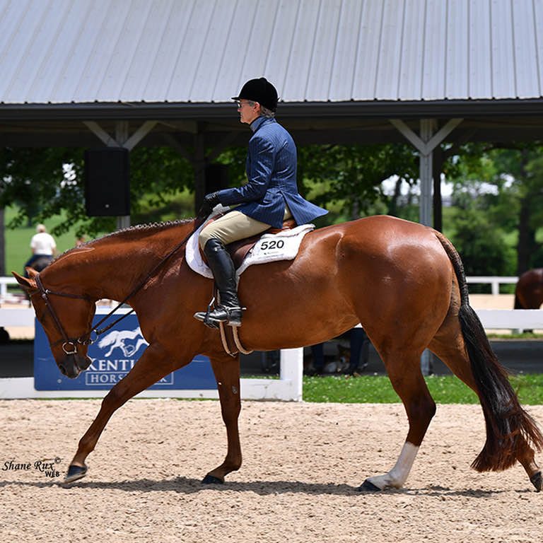 Heartstoppin out of a producing ZMGB mare Available | Donna Wyman