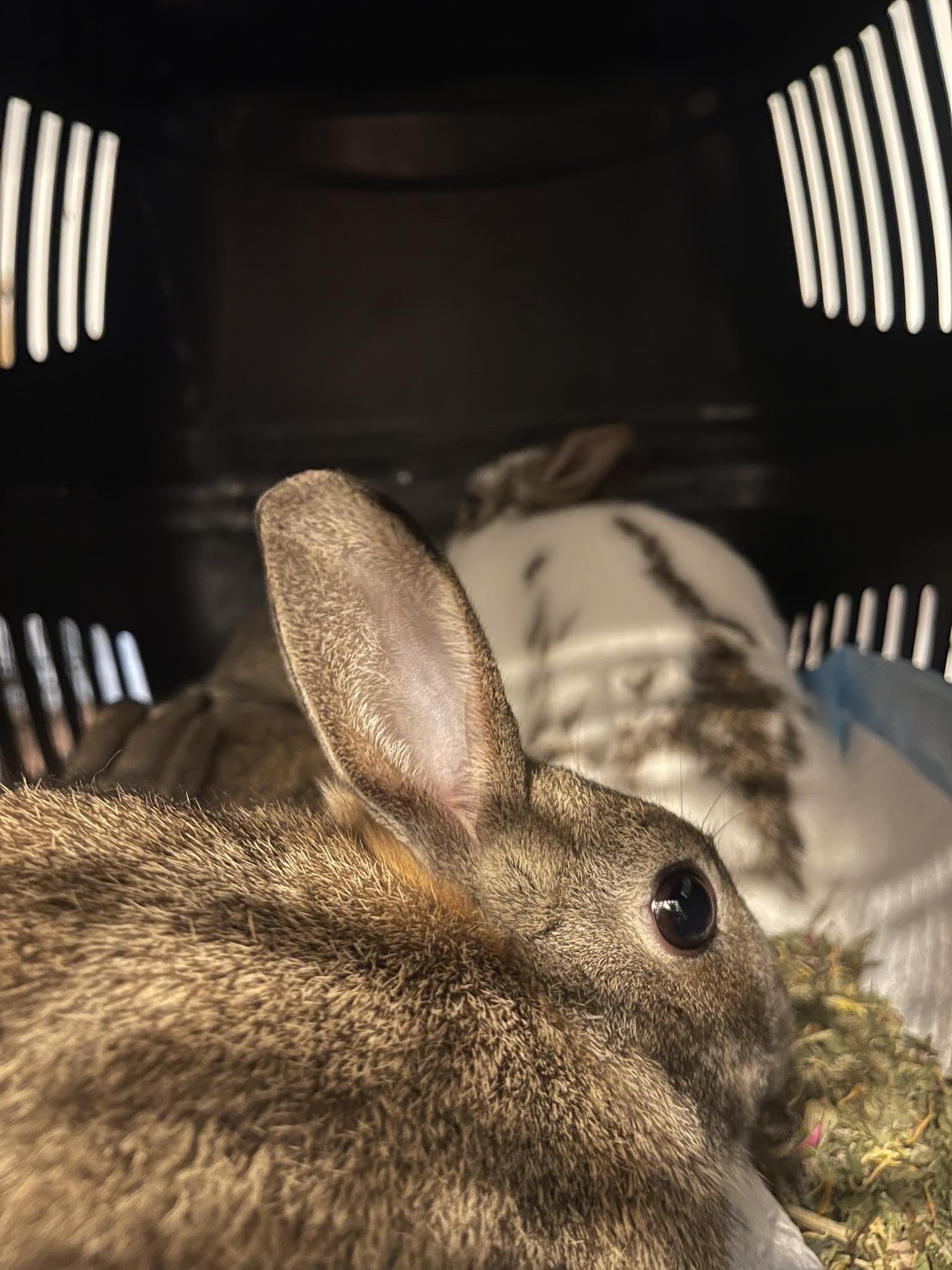 Neuter... - Wild Roots Rabbit Sanctuary - previously Love Paws | Facebook