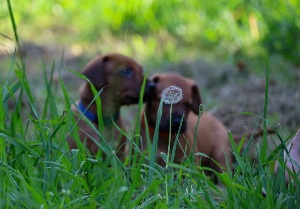 Koruridge Rhodesian Ridgebacks & Siberian Huskies | Tauranga