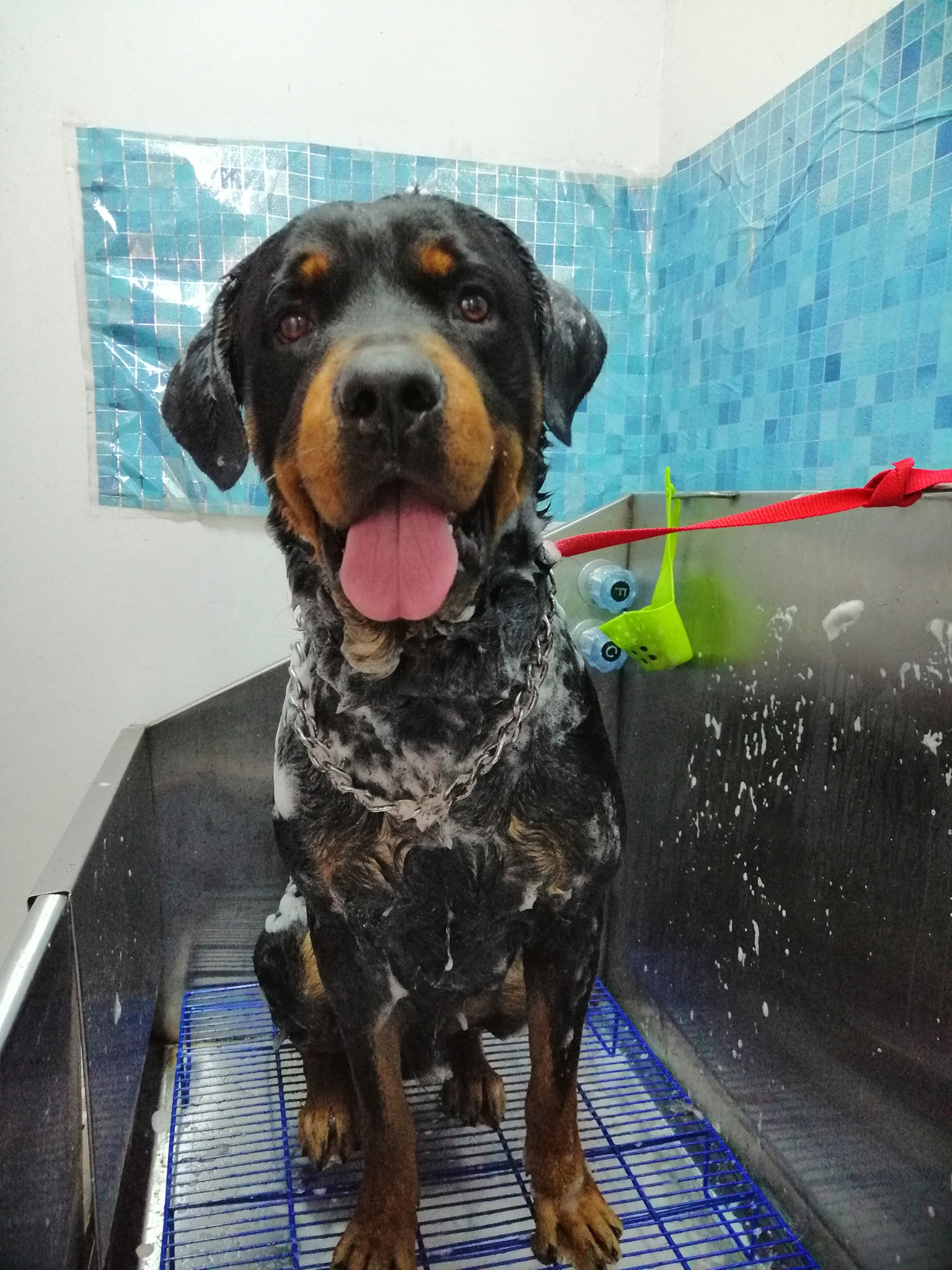 ♂️HULK - rottweiler Empezando el... - Zincore Veterinaria