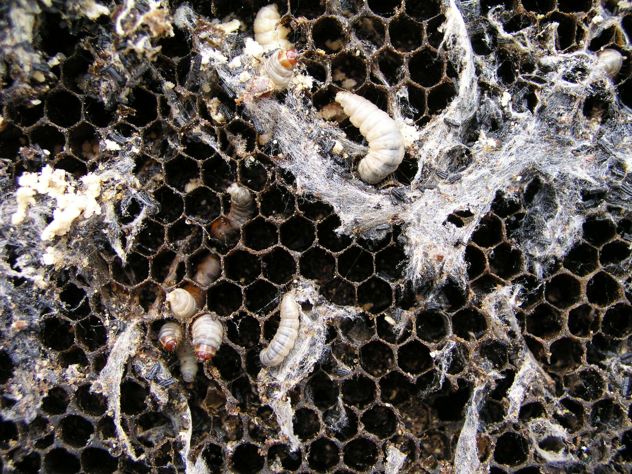 Management of ants, wax moth and hive beetles webinar