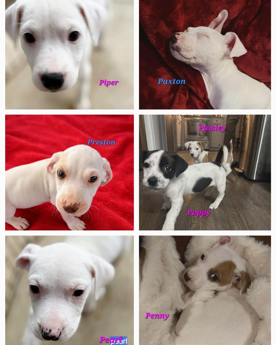 From - 🐾 Puppy Fosters Needed‼️ 🐶 In the middle of February we have ...