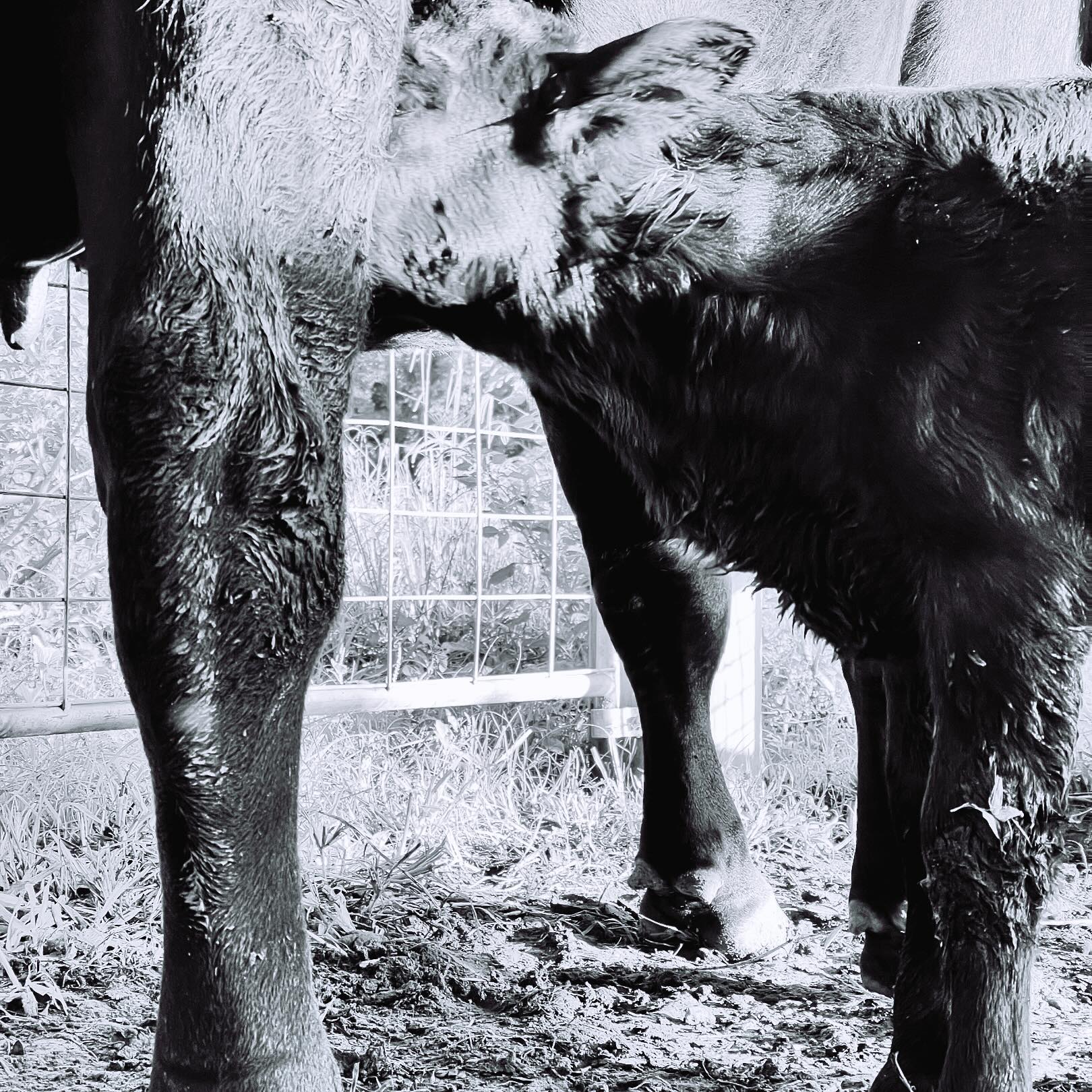 New calf …. A heifer for Wanda... - Kedmaw Angus and Kelpies | Facebook