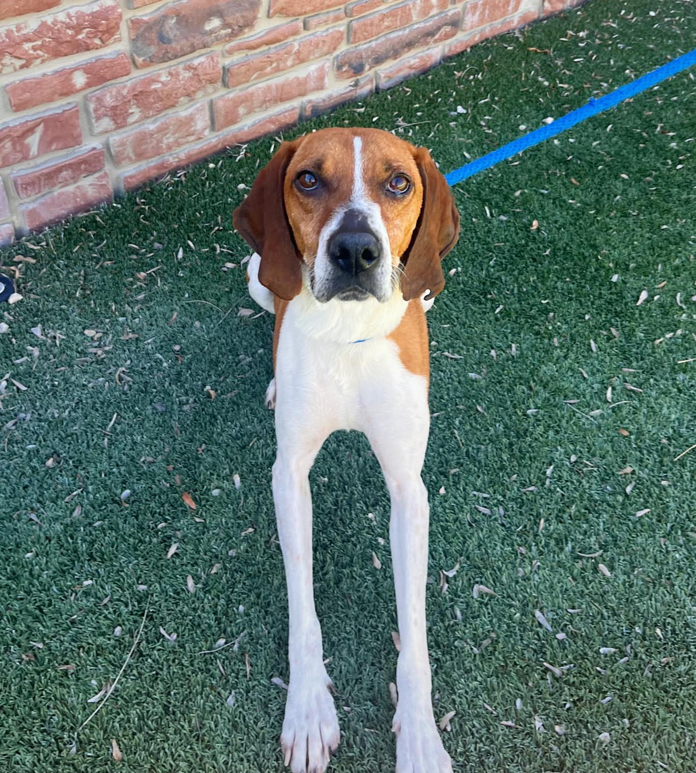 At risk Needs  Volunteers with Riverton Animal Control  