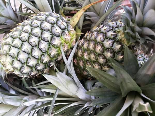 Pembekal Nenas Manis Madu Md2 Harga Terbaik Nenas Manis Madu Segar Terus Dari Ladang Mengikut Gred Dan Berat Seperti Berikut 1 Gred A Bersaiz Besar Berat Melebihi 2kg