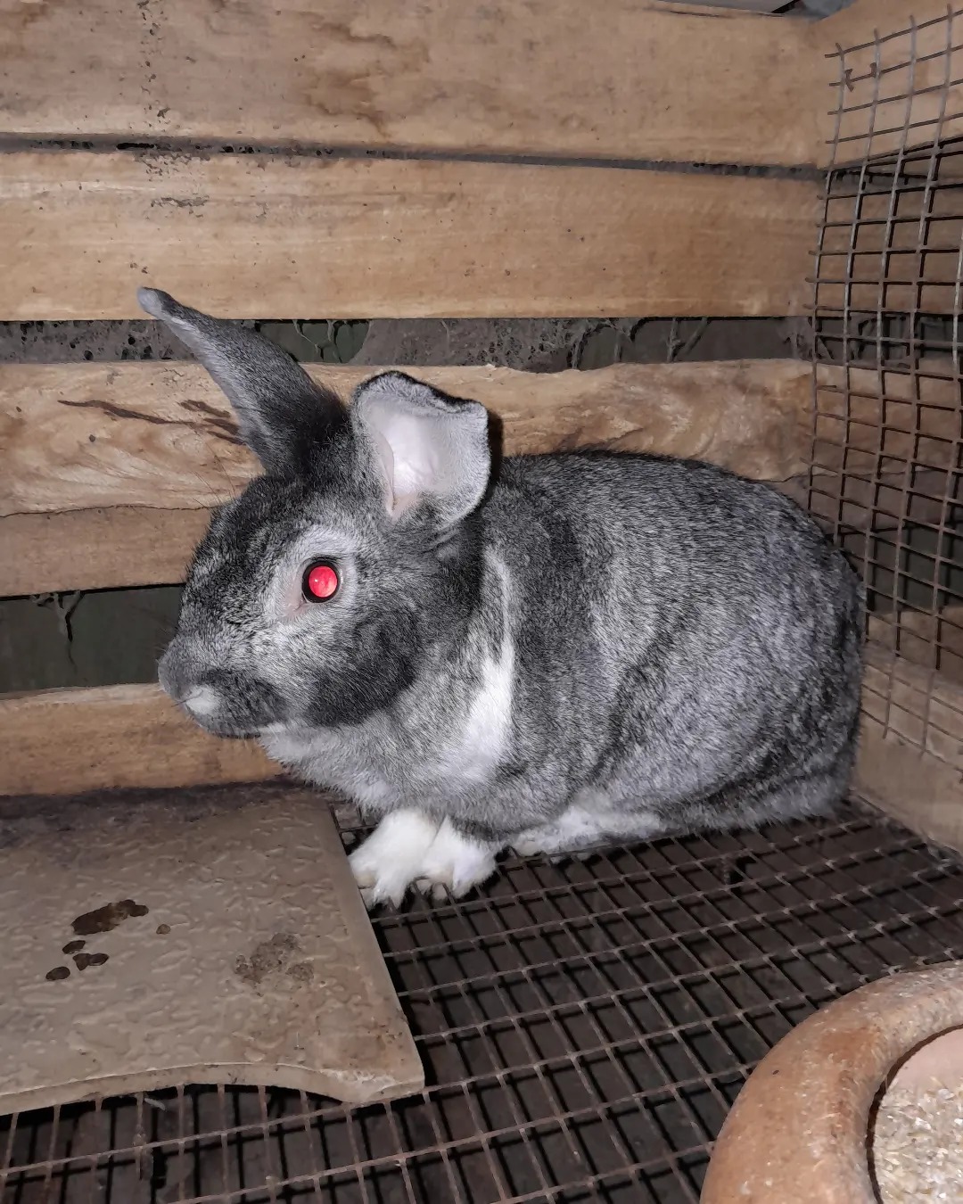 SamHert Rabbitry | Accra