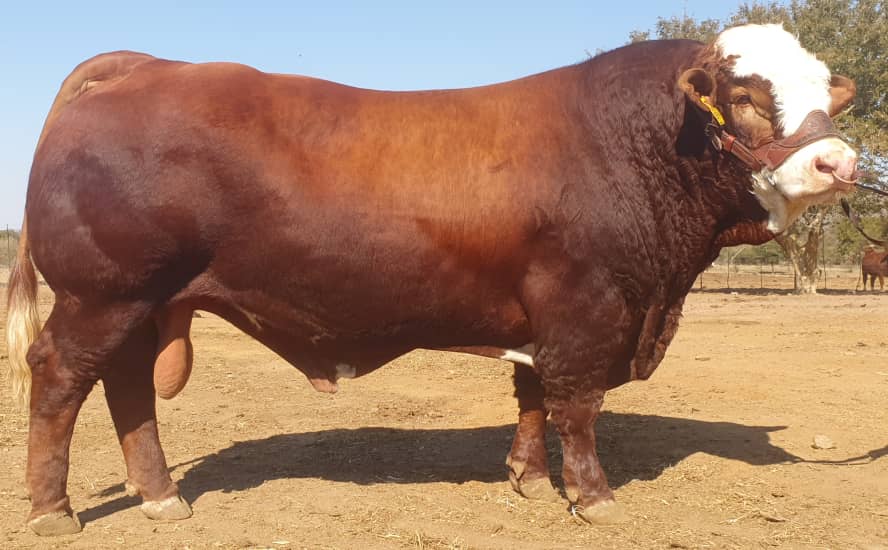 Simmentaler SA - The Tholo Simmentaler stud from Gabane BW... | Facebook