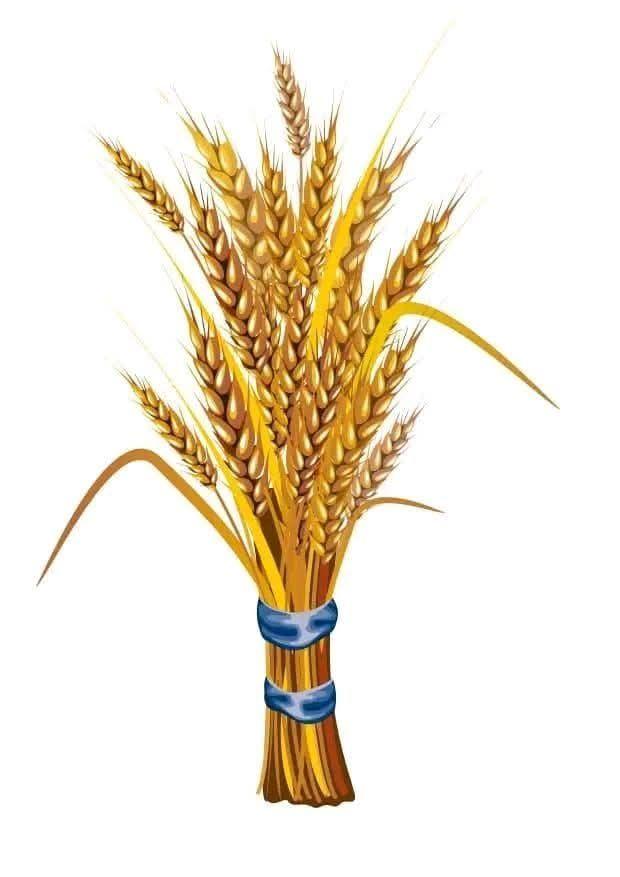Gech Afar