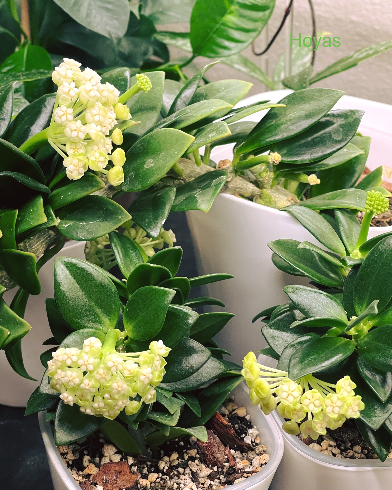 Hoya pachyclada snow lotus blooms