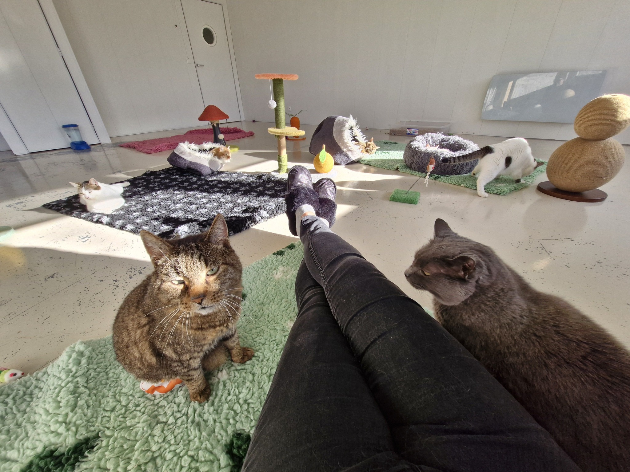 Sauvetage et Chats en Détresse - Adoptée [Nantes] Bonjour à tous ! Je m ...