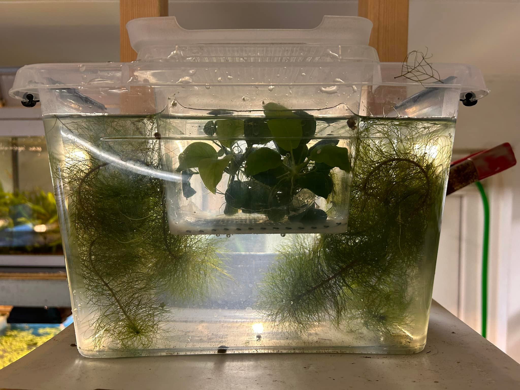 aquariumfish net free fish Aquarium Co-Op The History of the Color:Sundell's Brook Trout Skin fishing rod tube rack Op Fish Net is