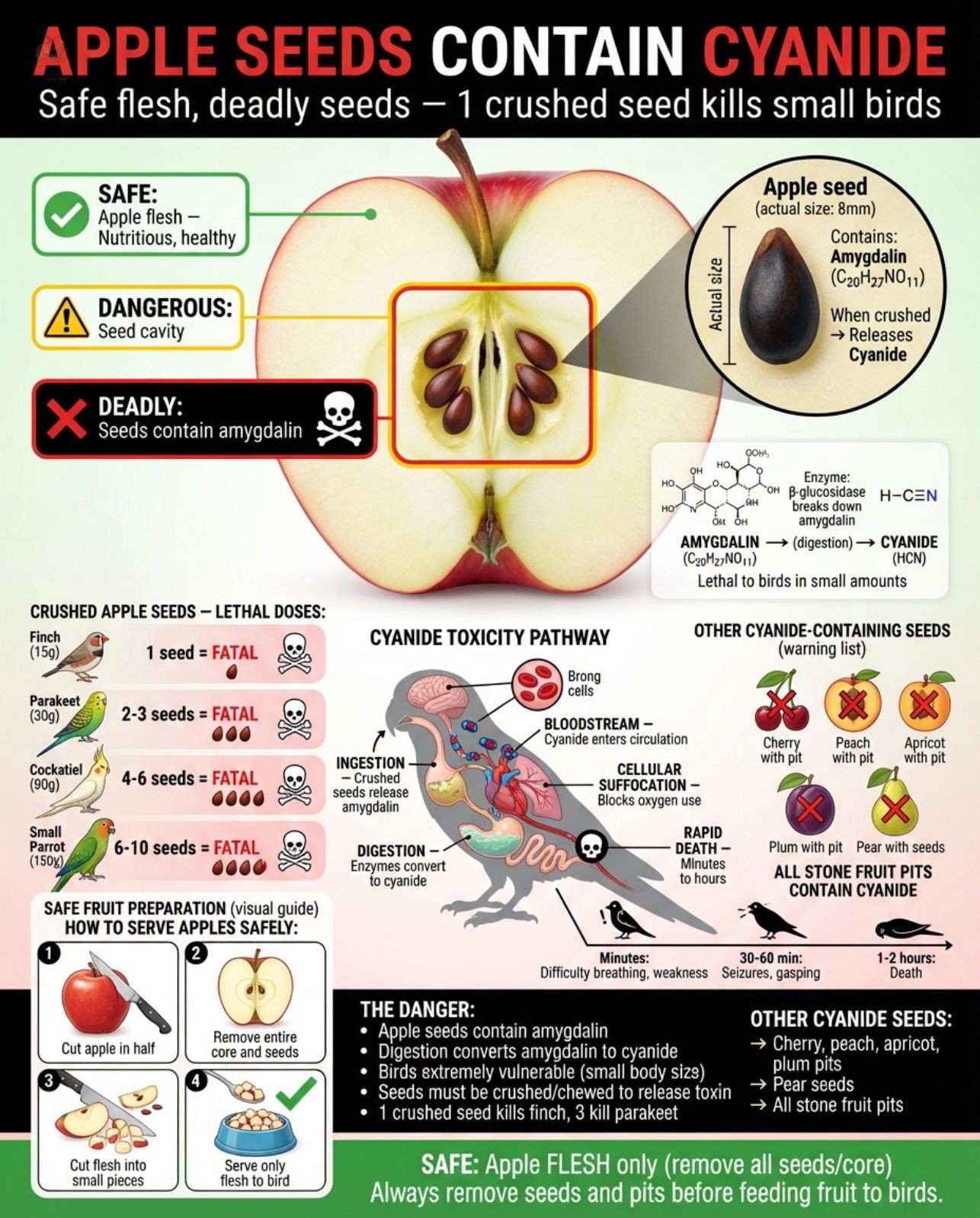 Fresh Look at The Apple Flesh Is Safe The Seeds Guardians Of Nature