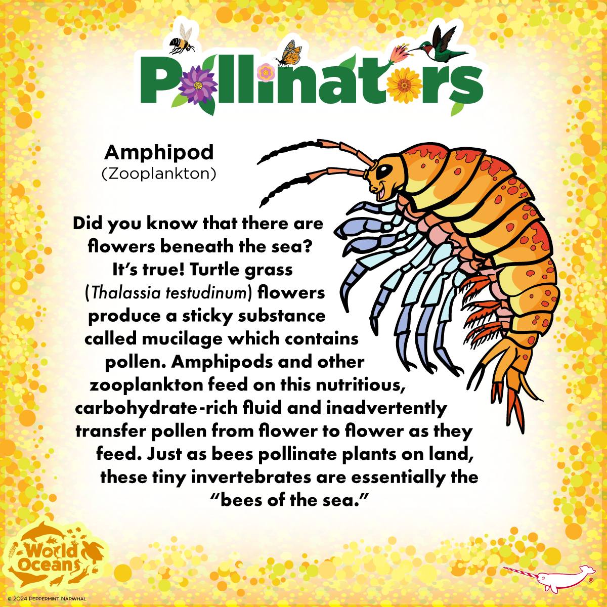 Peppermint - Pollinators - Amphipod and other Zooplankton Did you know ...