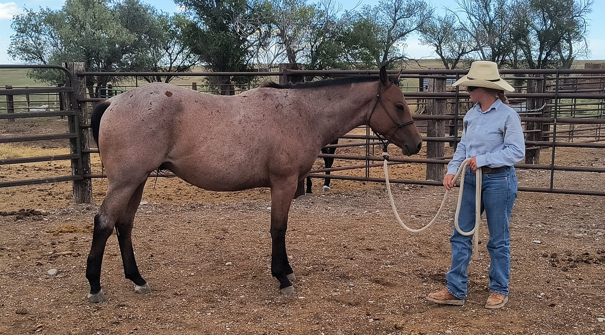 Double Slash T Ranch Horses | Chugwater WY