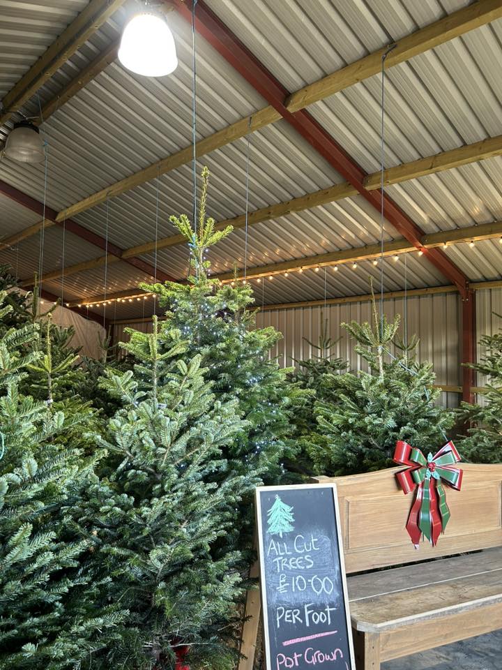 The Hollies Christmas Tree Farm | Roos