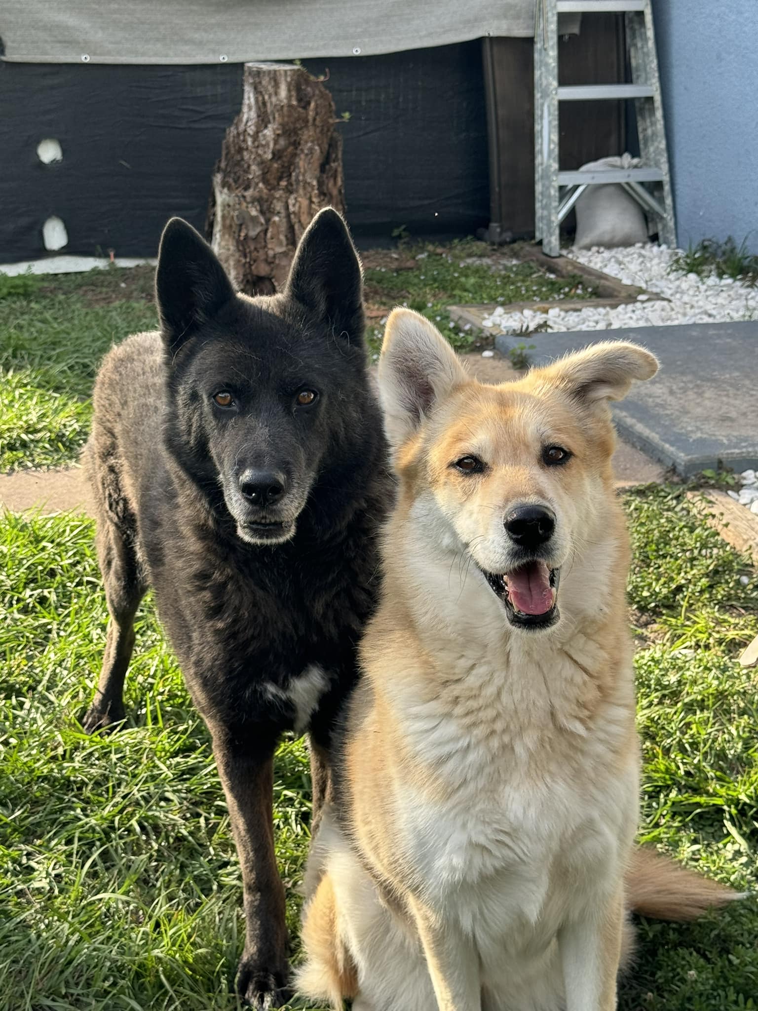 Big Cypress German Shepherd Rescue