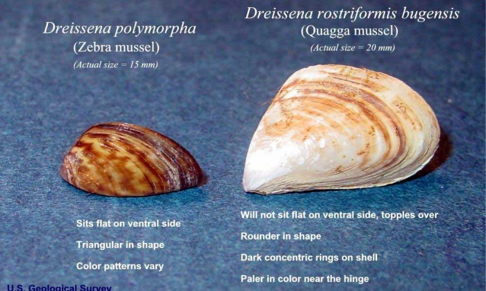 Species of concern: DREISSENID MUSSELS Zebra Mussels (Dreissena ...