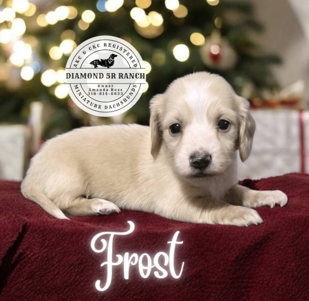 🎅🎄🎁 THAT'S A WRAP... - Diamond 5R Ranch Miniature Dachshunds | Facebook