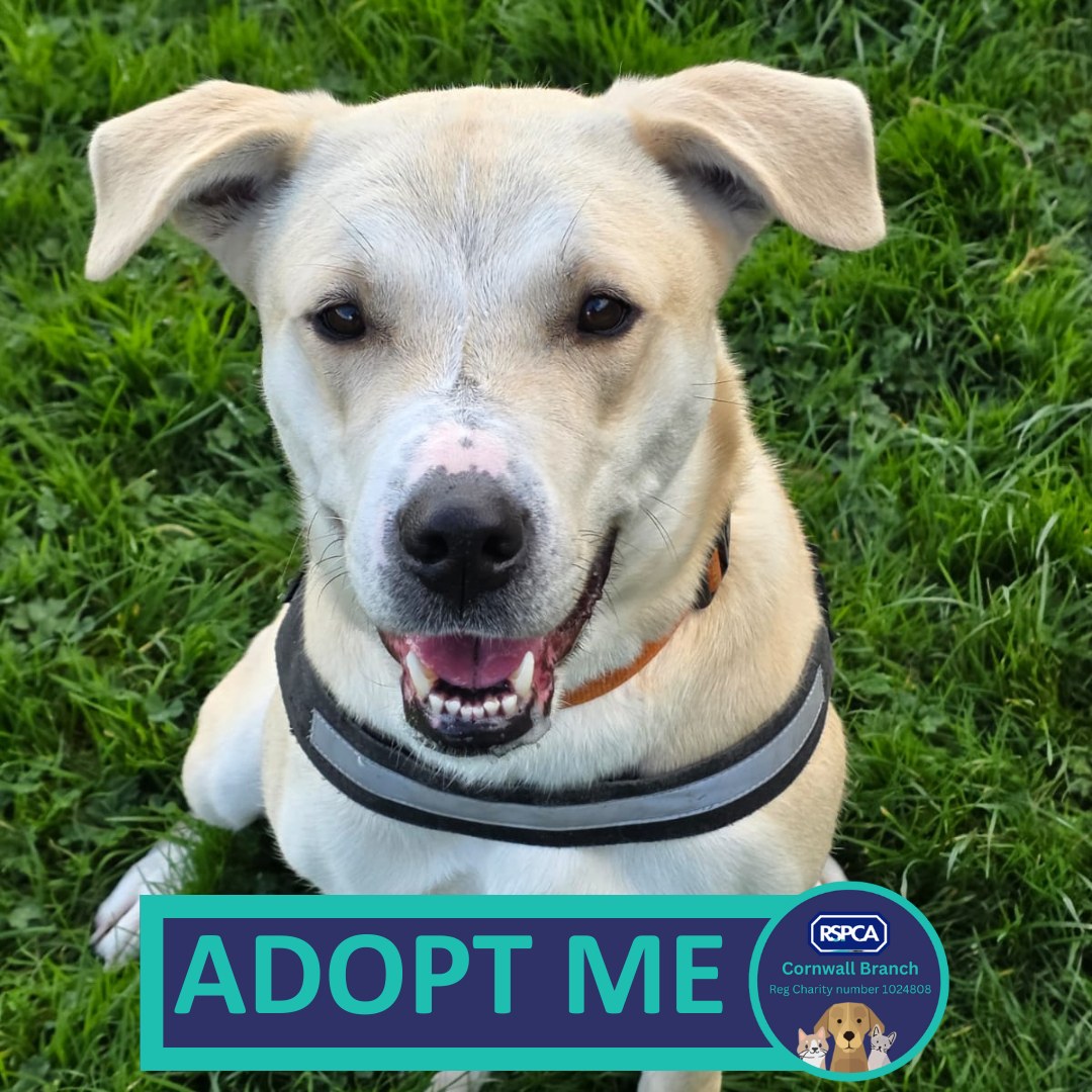 Rspca Cornwall Branch added a new... - Rspca Cornwall Branch