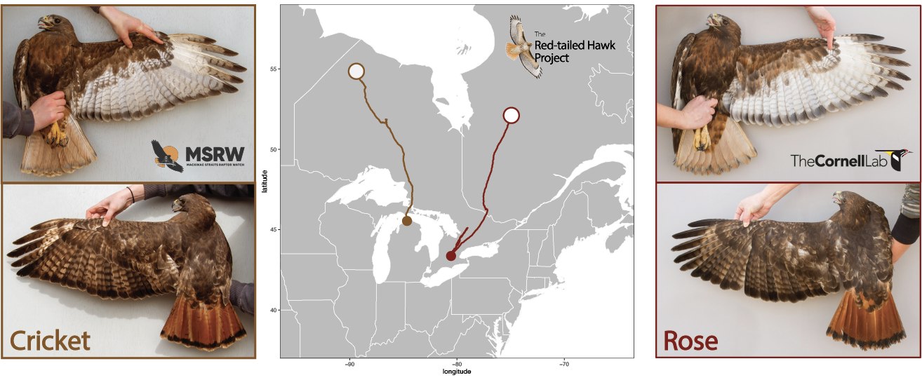 The Red-tailed Hawk Project