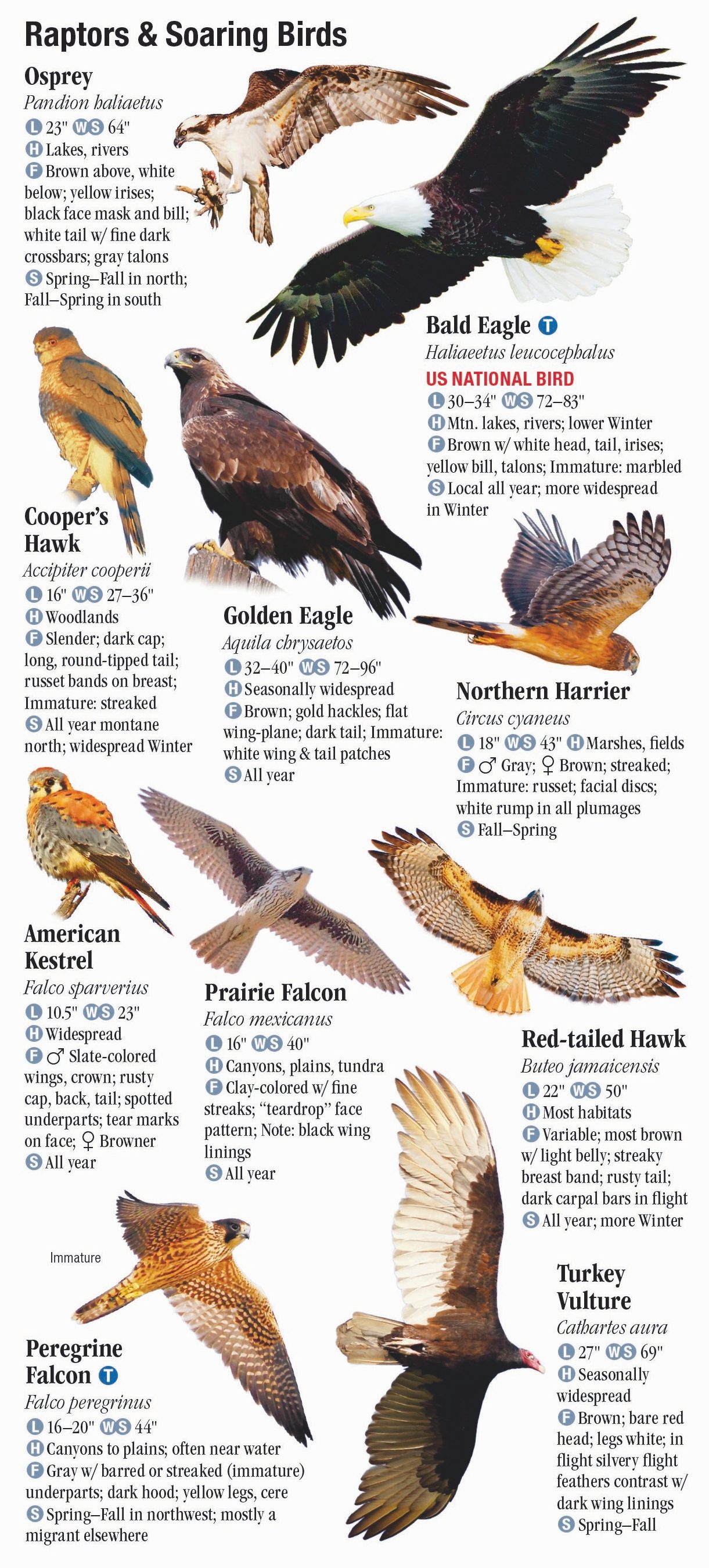 Ceres Science - Poster of Raptors and Soaring Birds by...